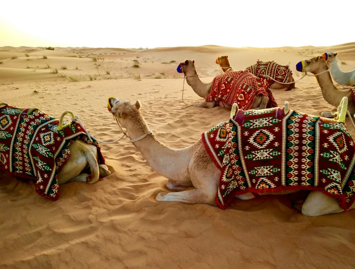 Camels in woven saddle blankets resting on the sand in the desert outside Dubai