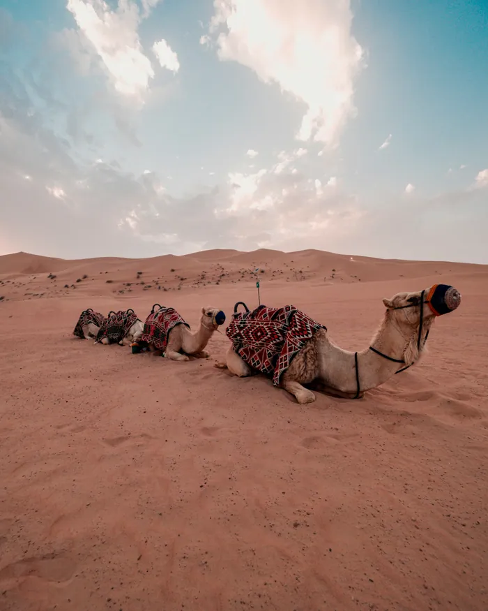 Three camels in patterned saddle blankets resting on red sand in the desert outside Dubai
