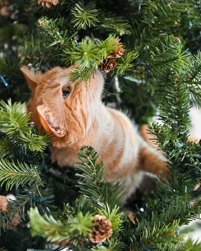 A ginger cat sitting deep inside the branches of a Christmas tree among pine cones
