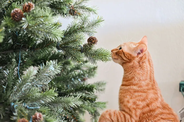 A ginger cat stretching its nose towards the lowest branch of a Christmas tree