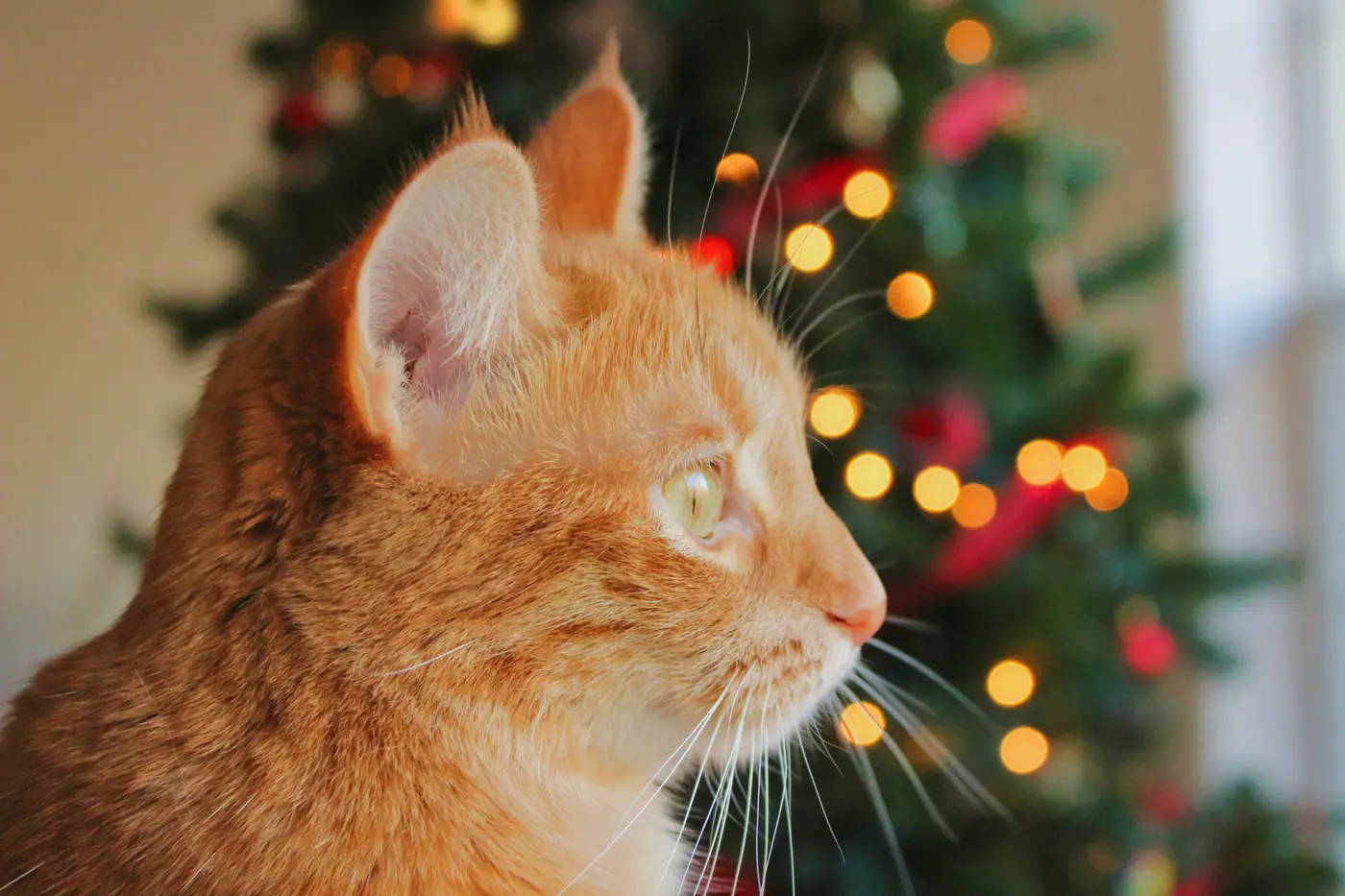 A ginger cat gazing up at the lights of a Christmas tree