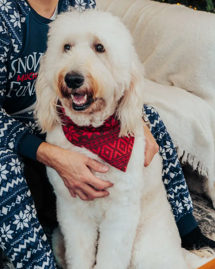A big white doodle in a red fair isle bandana, grinning, his owner in navy fair isle pyjamas hugging him from behind