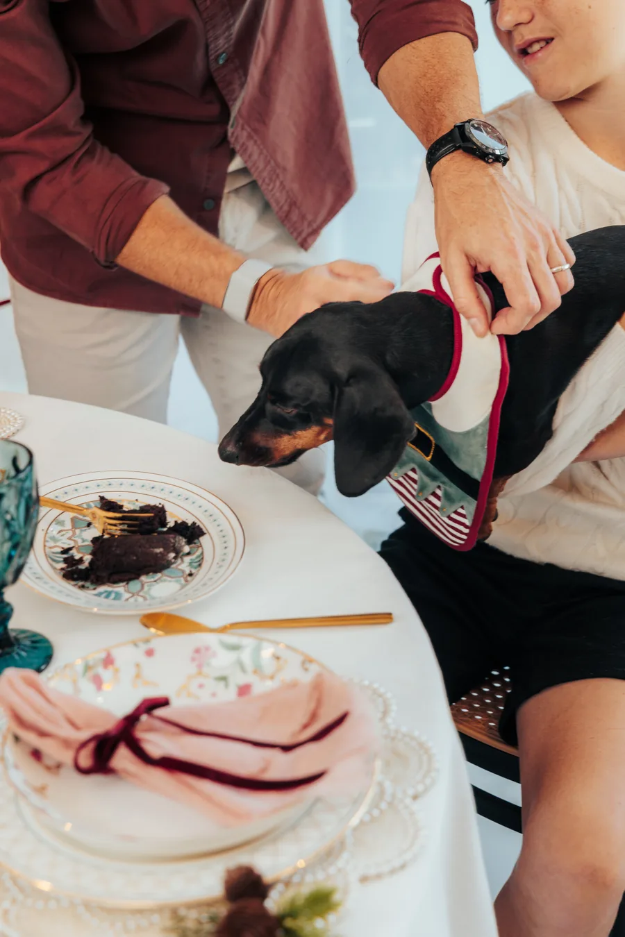 A dachshund in a Christmas bandana sitting on a lap at the table, pink napkins on the plates
