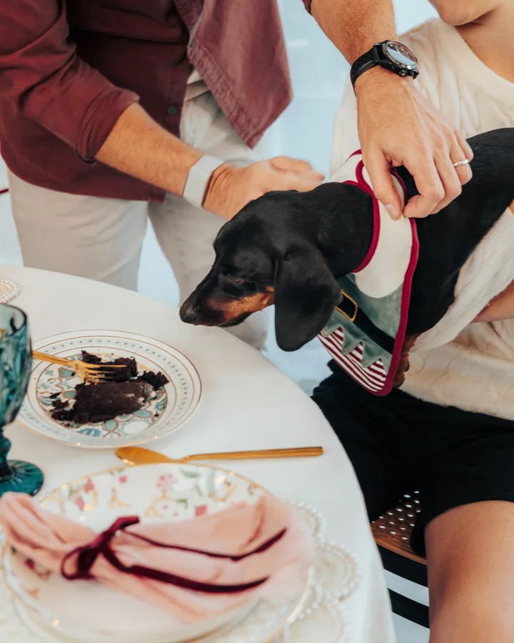 A dachshund in a Christmas bandana sitting on a lap at the table, pink napkins on the plates
